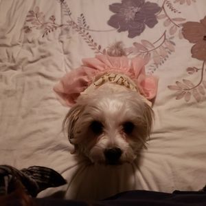 Meet your Posher, Sherri